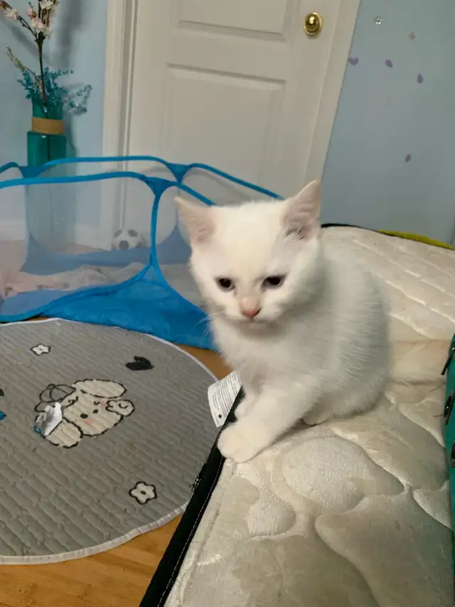 chinchilla white kitten