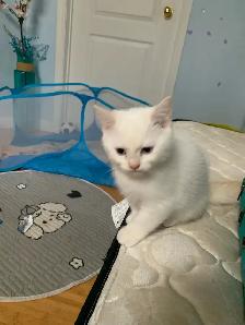 chinchilla white kitten