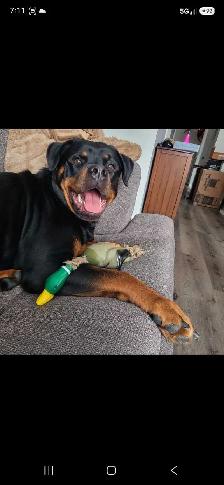 Rottweiler Female