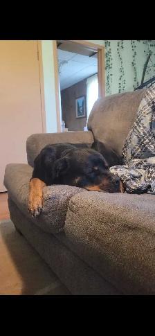 Rottweiler Female - Photo 2