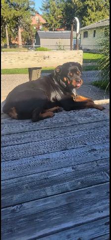 Rottweiler Female - Photo 3