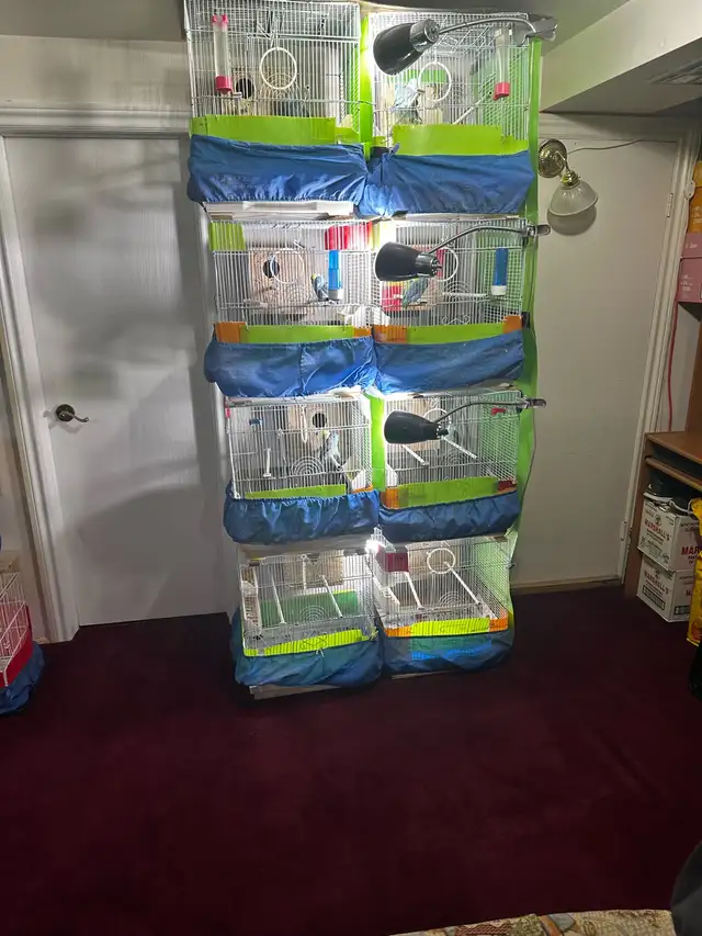 Breeding Pair Of Parrotlets,Cage With all Accessories For Sal
