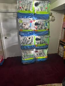 Breeding Pair Of Parrotlets,Cage With all Accessories For Sal