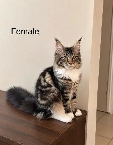 Maine Coon Kittens - Photo 4