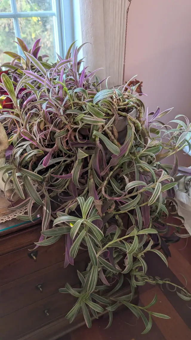 Magnifiques plantes variées