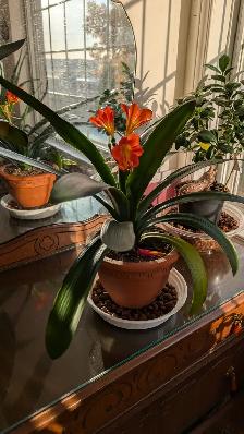 Magnifiques plantes variées - Photo 2