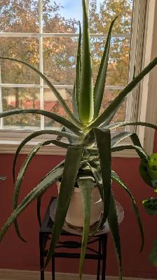 Magnifiques plantes variées - Photo 3