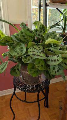 Magnifiques plantes variées - Photo 4