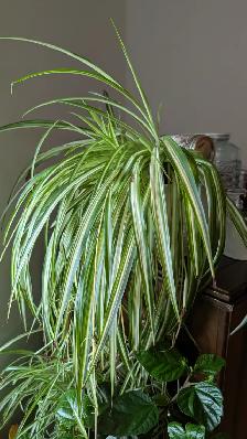 Magnifiques plantes variées - Photo 5