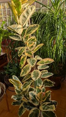 Magnifiques plantes variées - Photo 6