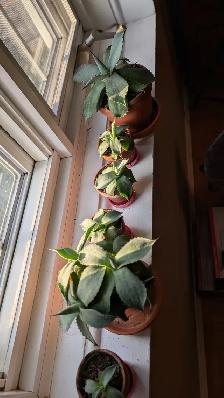 Magnifiques plantes variées - Photo 7
