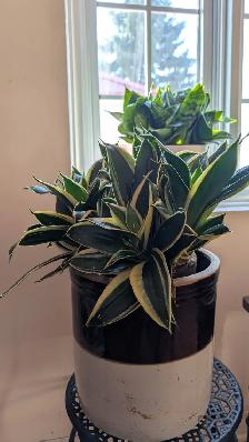 Magnifiques plantes variées - Photo 8
