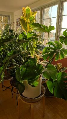Magnifiques plantes variées - Photo 9