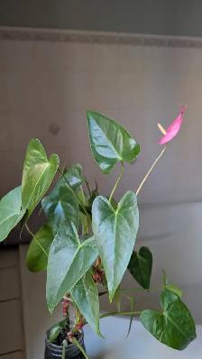 Magnifiques plantes variées - Photo 10