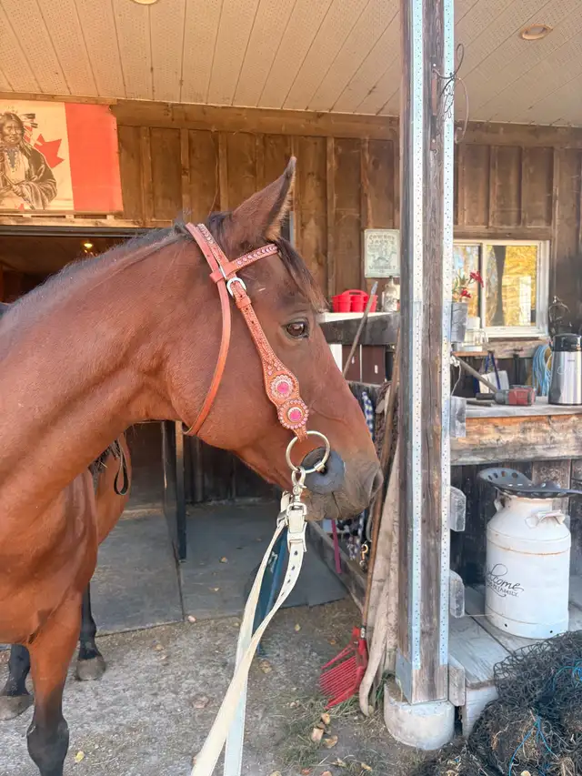 10-12 Year Old Gelding for Sale