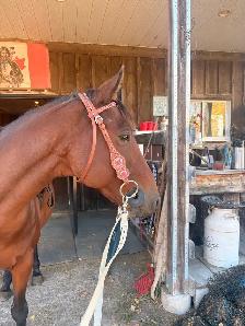 10-12 Year Old Gelding for Sale