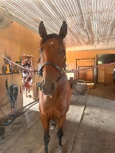 10-12 Year Old Gelding for Sale - Photo 2