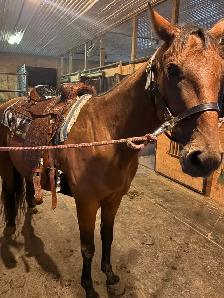 10-12 Year Old Gelding for Sale - Photo 3