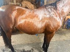 10-12 Year Old Gelding for Sale - Photo 4