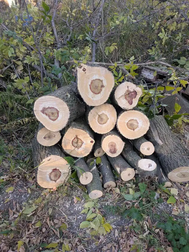Free Fire Wood
