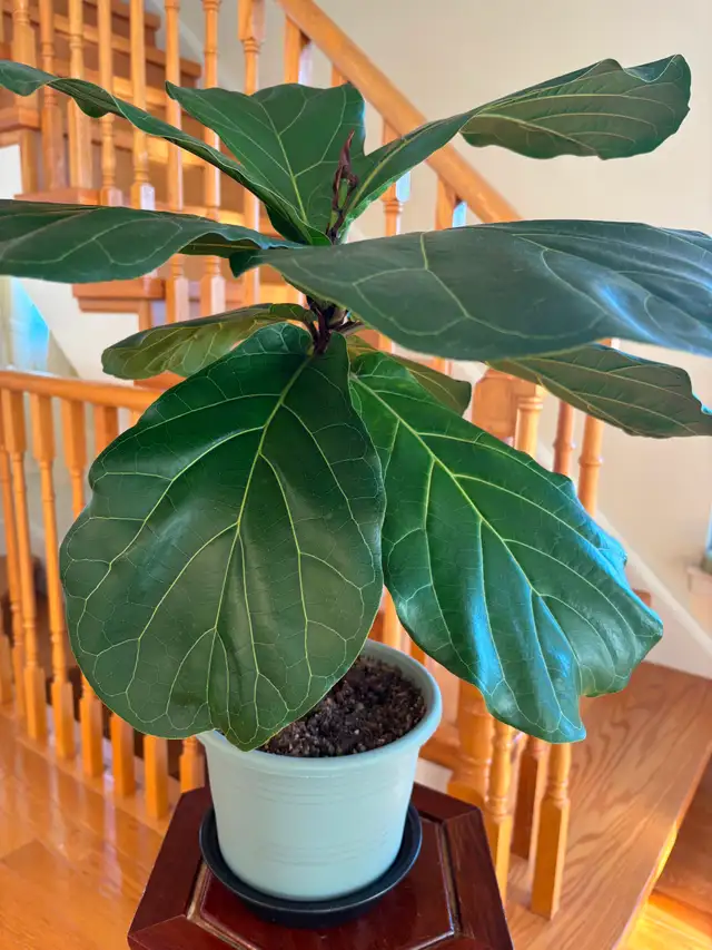 Fiddle Leaf Fig Plant-$18