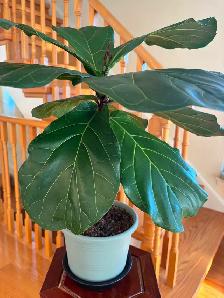 Fiddle Leaf Fig Plant-$18 - Photo 5