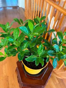 Gardenia Flower Plant-$18 - Photo 2