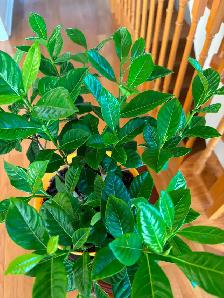 Gardenia Flower Plant-$18 - Photo 3
