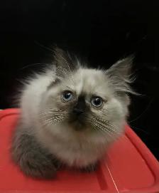 CHATON TORBY SEAL POINT HIMALAYENNE ( à vendre