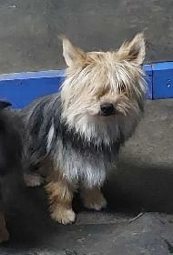 Yorkshire type females - Photo 2