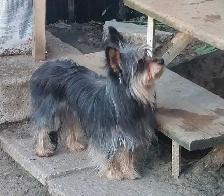 Yorkshire type females - Photo 3