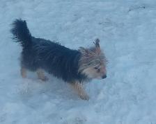 Yorkshire type females - Photo 4