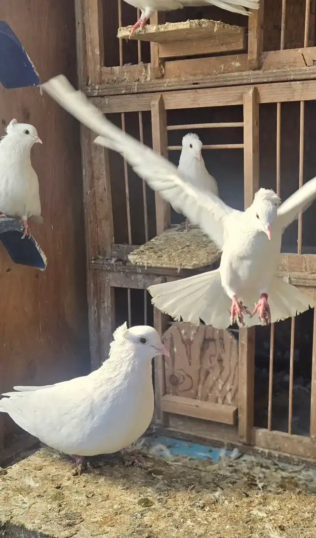 High Flyers