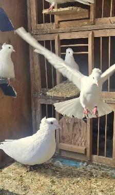 High Flyers