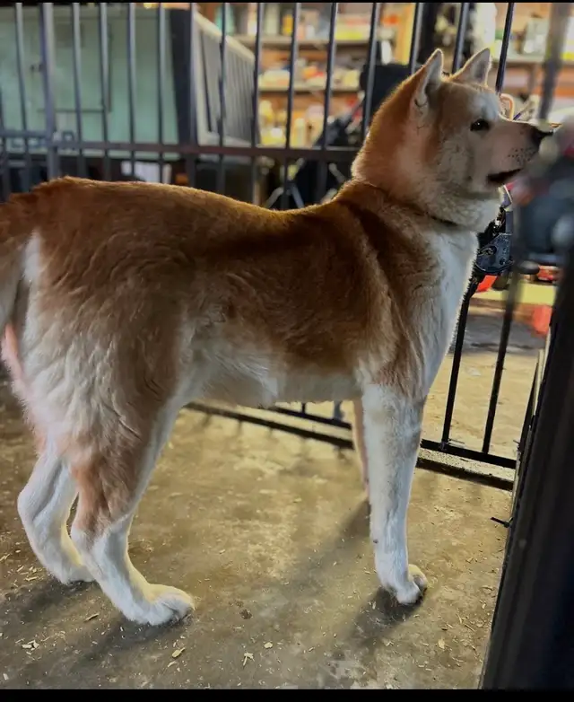 akita inut