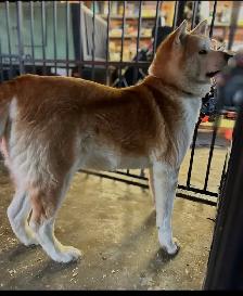 akita inut