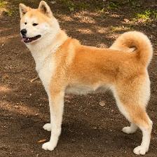 akita inut - Photo 2