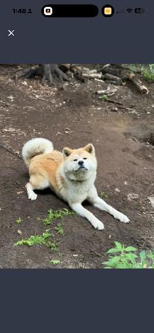 akita inut - Photo 3