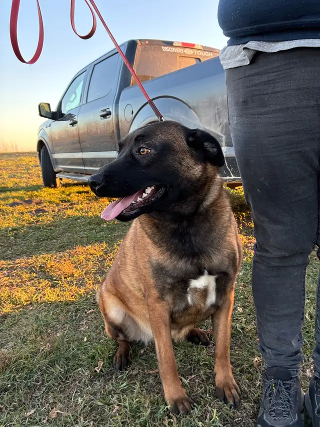Dog for Rehoming