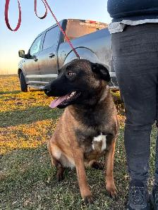 Dog for Rehoming