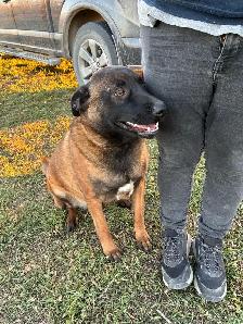Dog for Rehoming - Photo 2