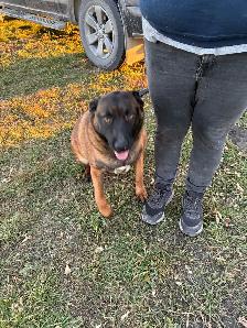 Dog for Rehoming - Photo 3