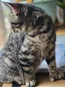Chaton polydactyle à vendre