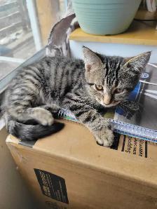 Chaton polydactyle à vendre - Photo 3