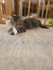 Chaton polydactyle à vendre - Photo 4