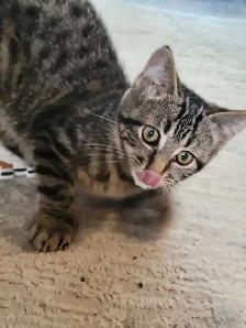 Chaton polydactyle à vendre - Photo 6