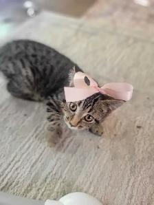 Chaton polydactyle à vendre - Photo 7