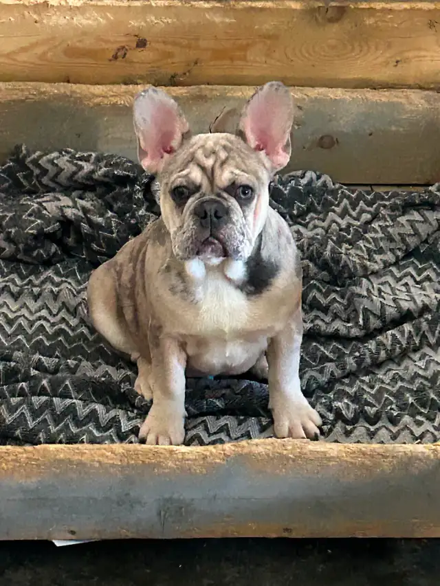 French Bulldog (Male)