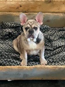 French Bulldog (Male)