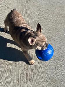 French Bulldog (Male) - Photo 2